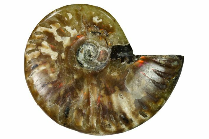 Red Flash Ammonite Fossil - Madagascar #151643